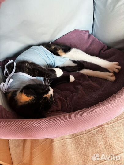 Зеленоглазая трёхцветочка кошечка в добрые руки