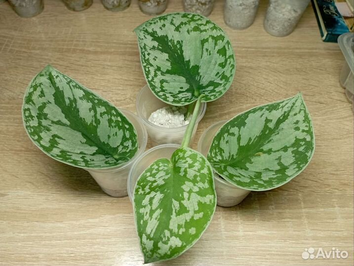 Эпипремнум Сциндапсус I