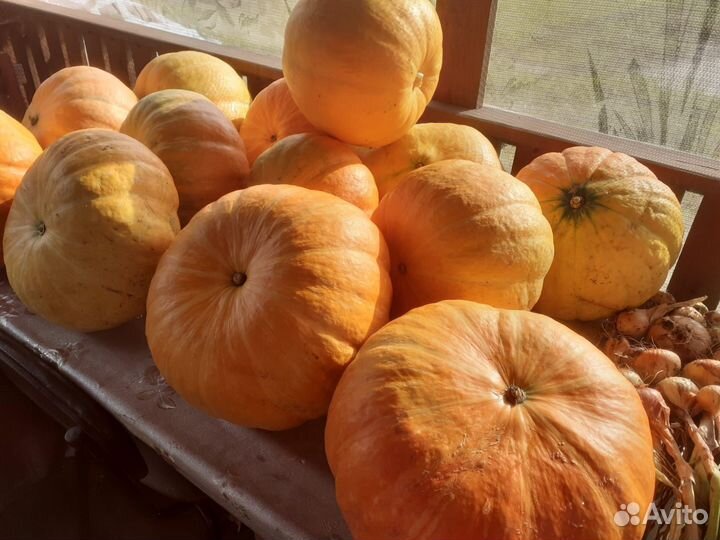 Тыквы, баклажаны