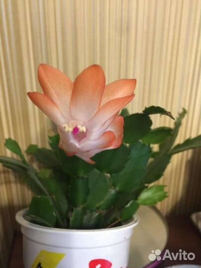 Декабрист Самба Бразил, и др, Рипсалидопсисы