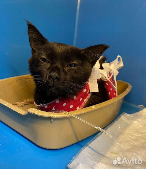 Котенок черный ищет дом