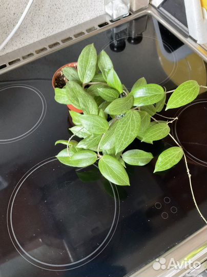 Хойи разные