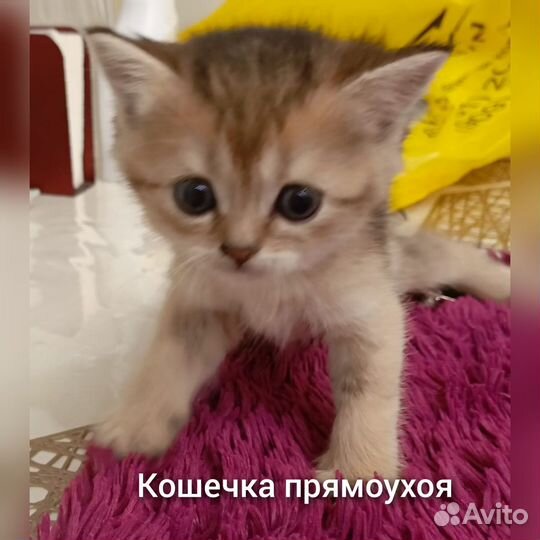 Шотландские золотые шиншиллы котята