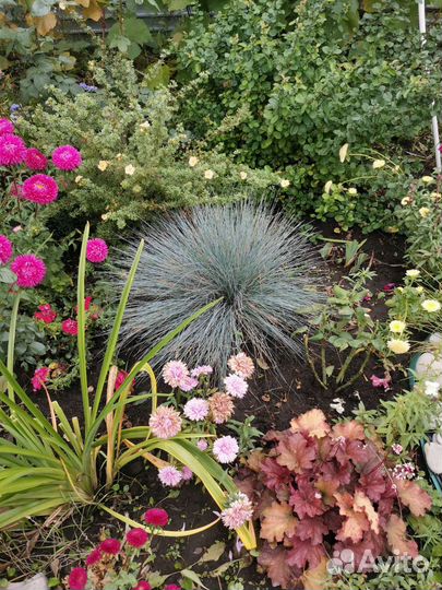 Овсяница сизая