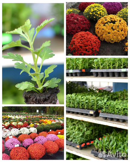 Хризантема шаровидная мультифлора черенки