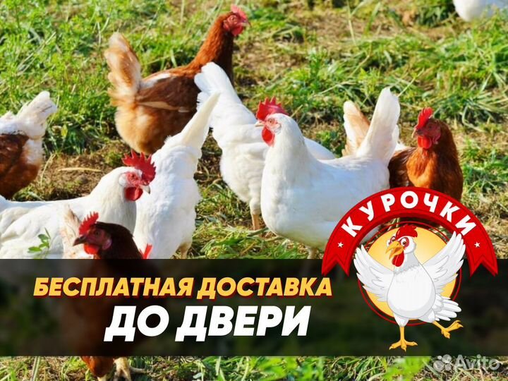 Курочки несушки фермерские
