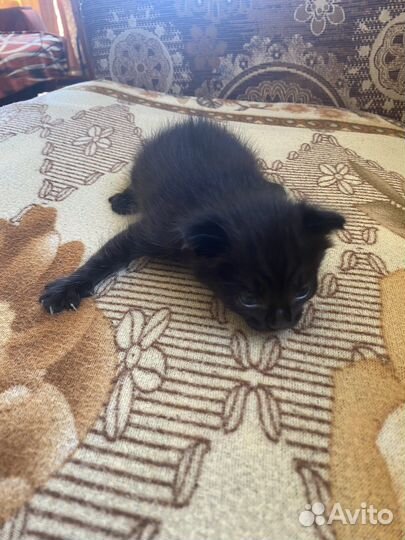 Отдам котенка в добрые руки