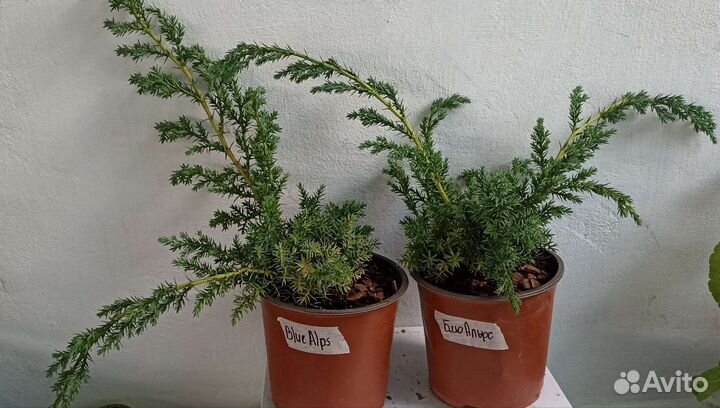 Ель Глаука,Можжевельники, Туи