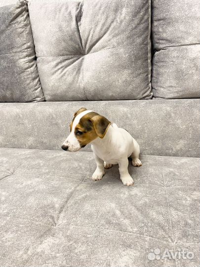 Щенки джек рассел терьер