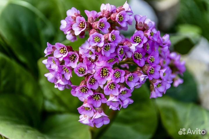 Сортовой бадан комнатное. Бергения.Ухо слона