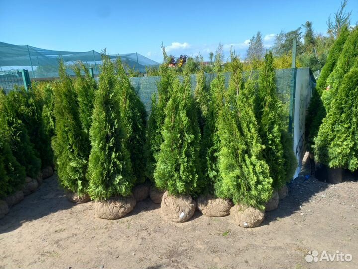 Туя,ёлка с посадкой (без)