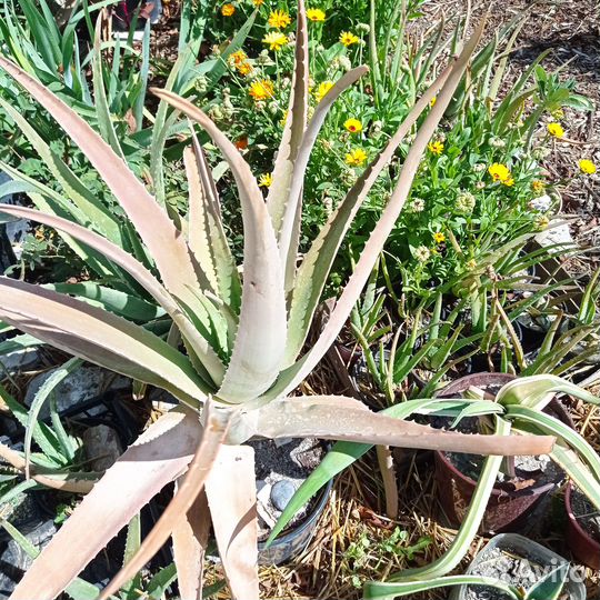 Алое вера 4 года