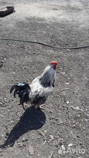 Петух