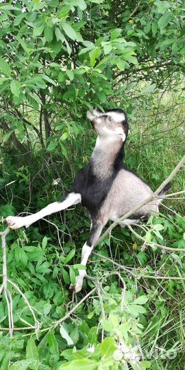 Козлики, козочки