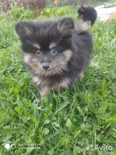 Щенки шпица