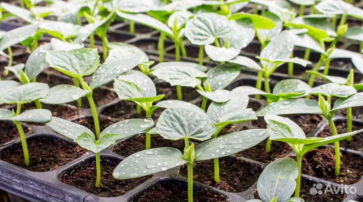 Рассада овощей и цветов, плодовые дер и кустарники