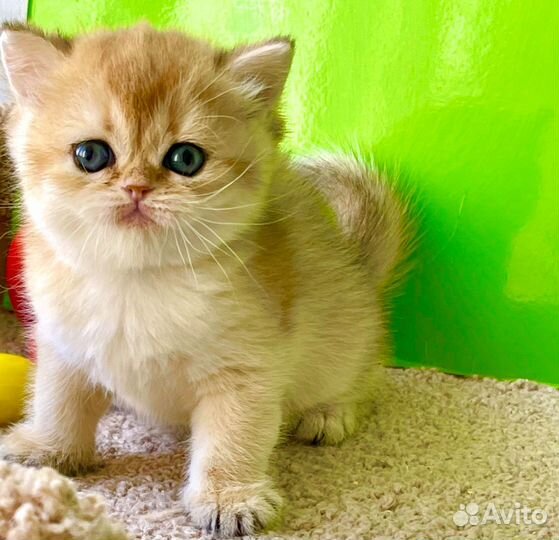 Чистокровные няшечки британцы в золотых шубках