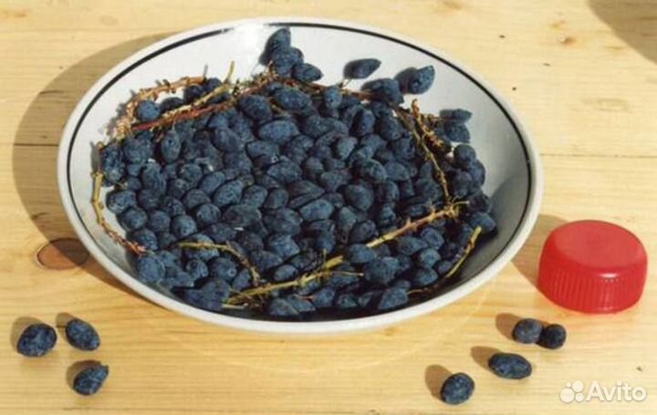 Саженцы магонии