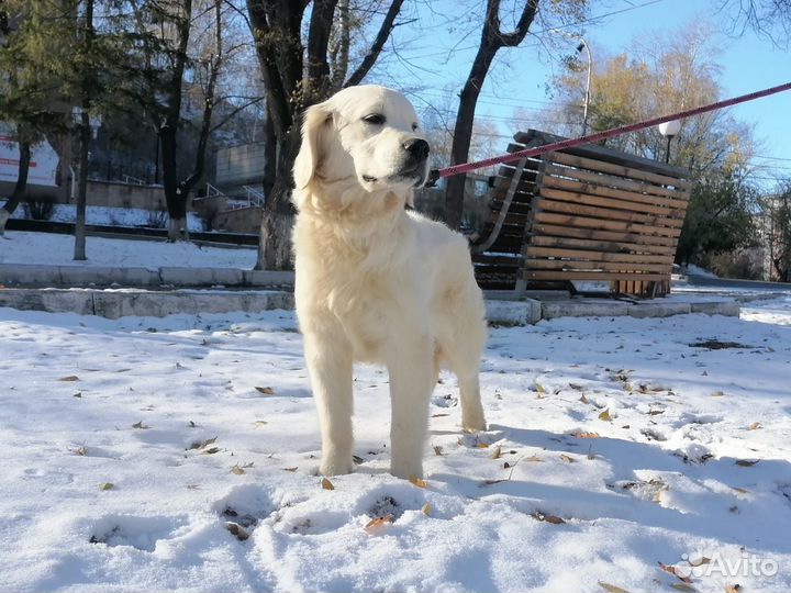 Щенки и подростки