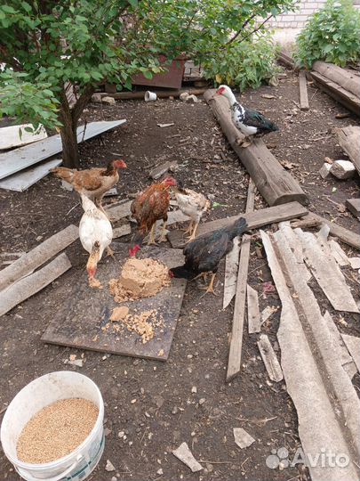 Бойцовые куры породы хинт турецкий