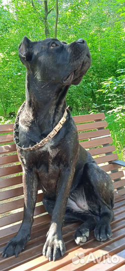 Фотосессия с собакой