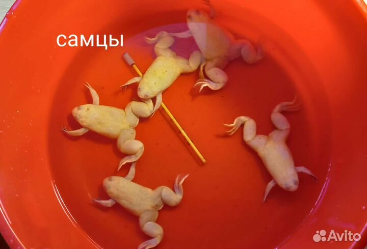Шпорцевая лягушка