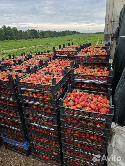 Клубника свежая