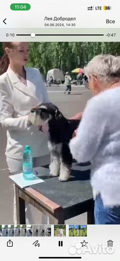Вязка кабель цвергшнауцер