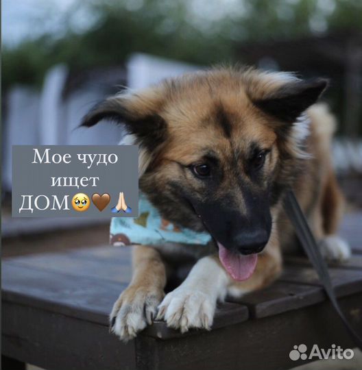 Щенок в добрые руки