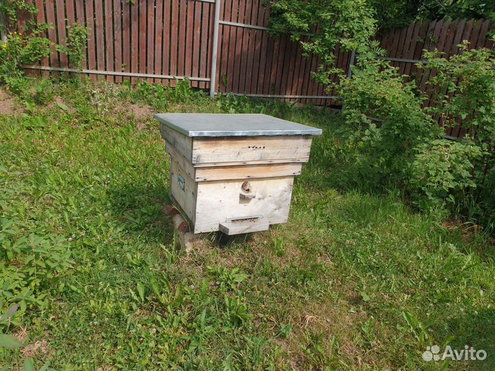 Улей с пчелами