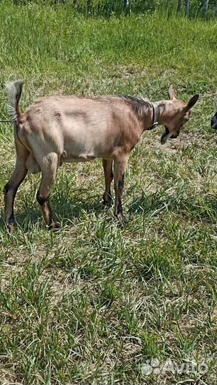 Козел на вязку