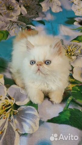 Персидские котейки объявление продам
