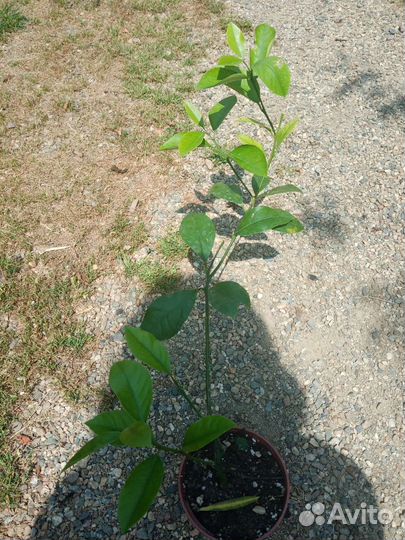 Плодоносящие лимоны мейер и пандероза