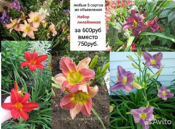 Лилейники сортовые