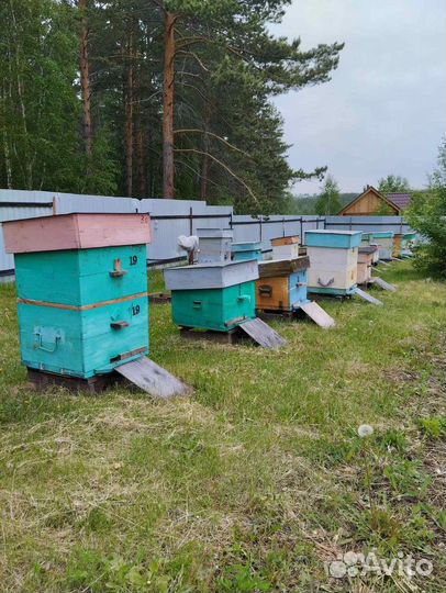 Пчелы карпатка