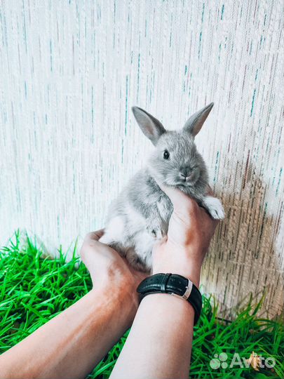 Мини карликовый кролик - серебристый