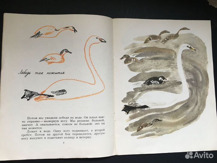 Цапля, Чарушин, 1976