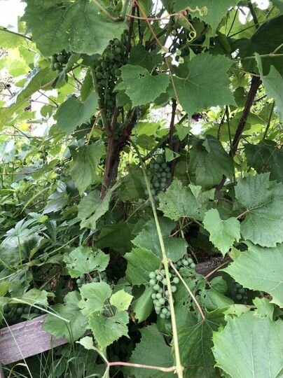 Участок 10,1 сот. (СНТ, ДНП)