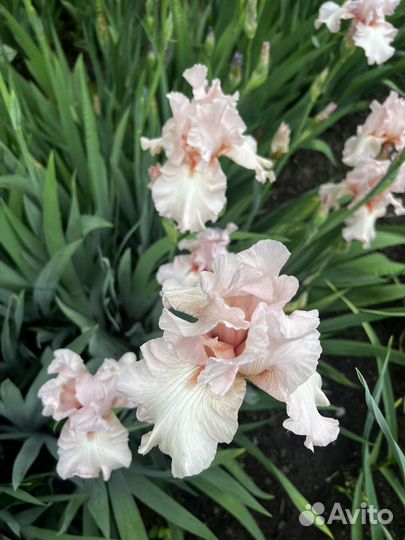 Ирисы сортовые
