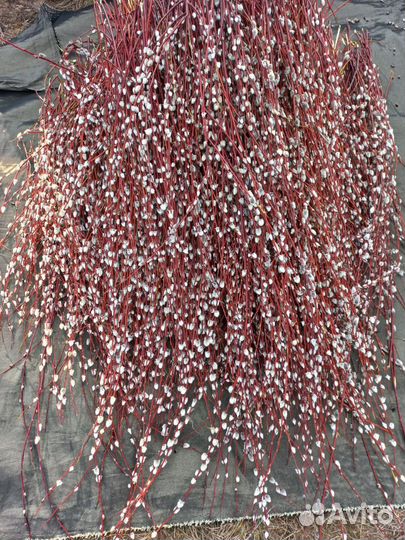 Верба краснотал