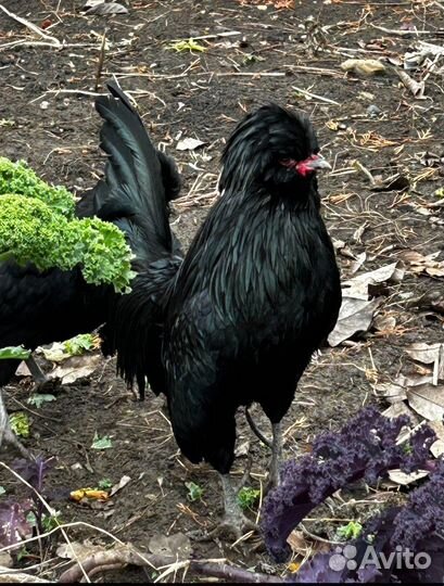 Куры Падуаны