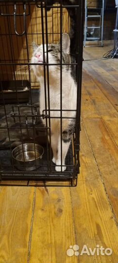 Котенок, суперласкун