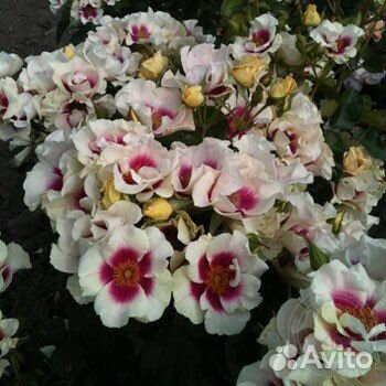 Роза Еyes for you/ Айс фо ю