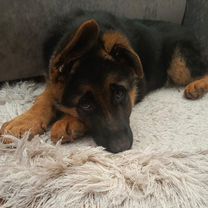 Немецкая овчарка, щенок