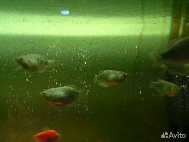 Аквариумные рыбки