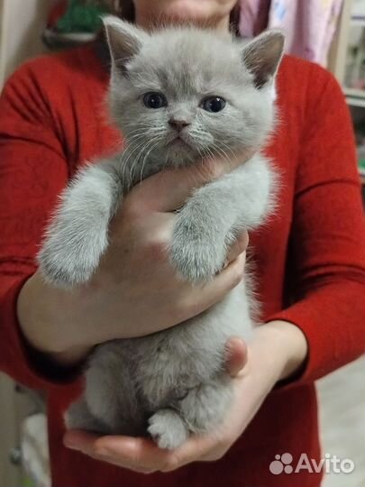 Продаются котята британцы