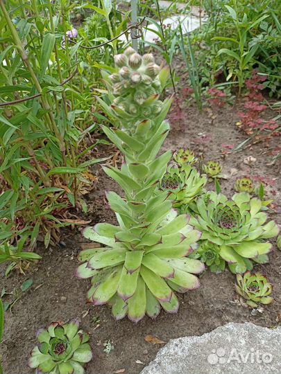 Молодило многолетнее растение