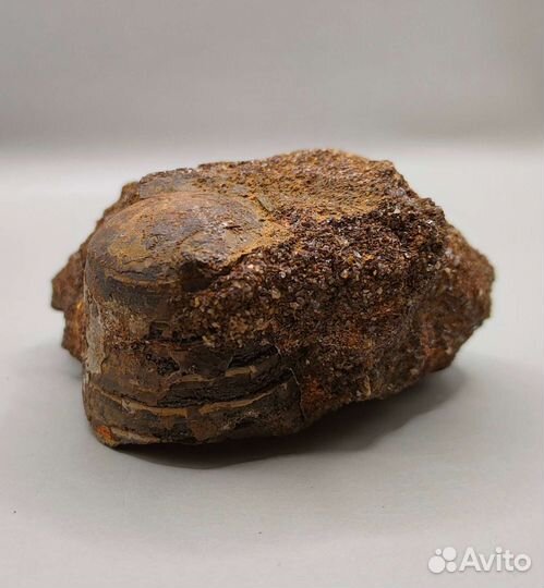 Фрагмокон белемнита крупный, Россия / Окаменелости