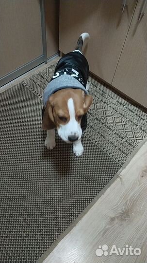 Одежда для собак