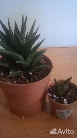 Комнатные экзотические растения